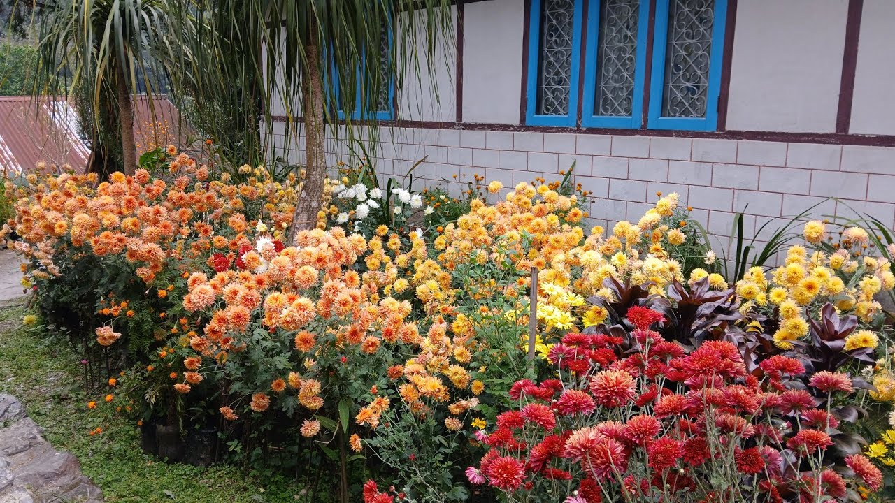 Chrysanthemum Blooms in My Mini Backyard Garden. 
