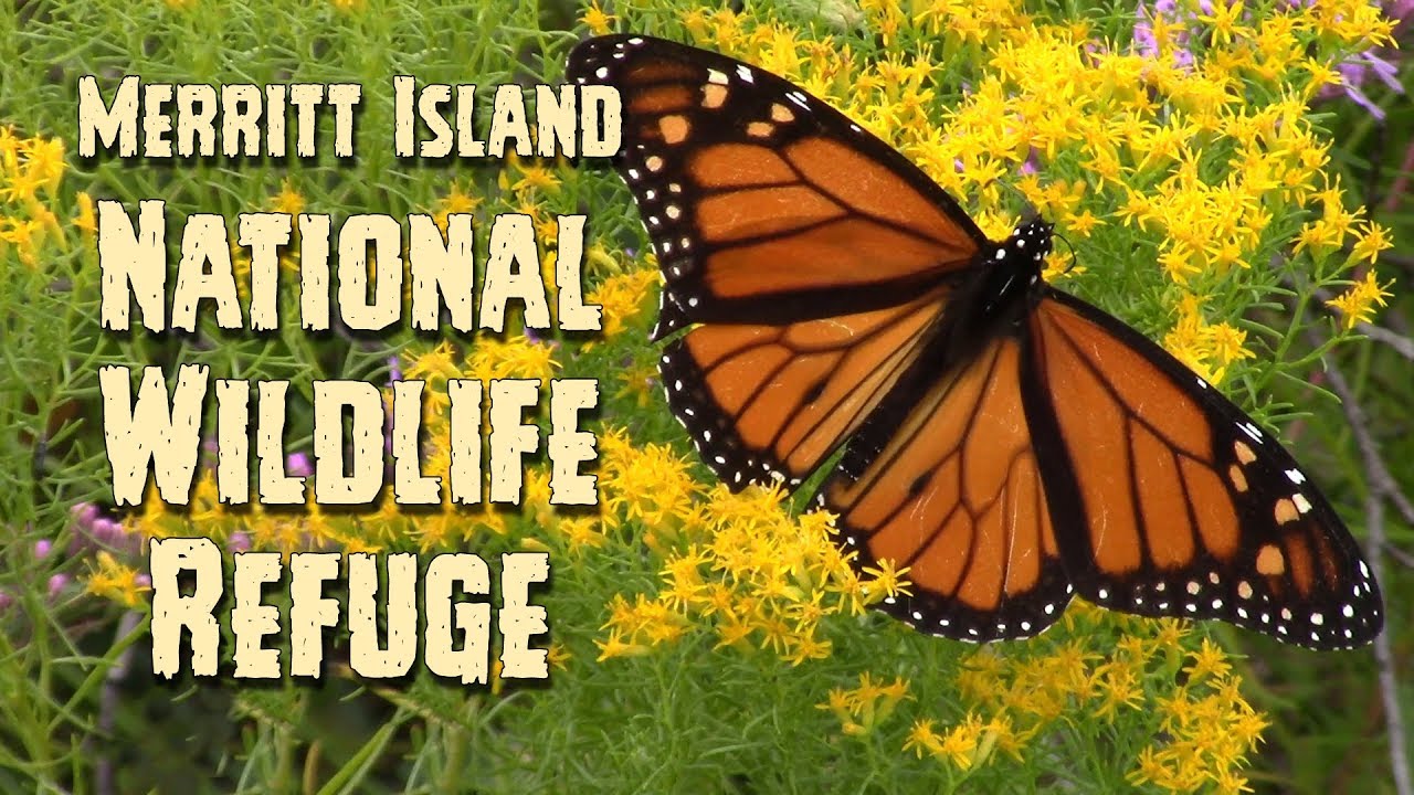 Exploring Merritt Island