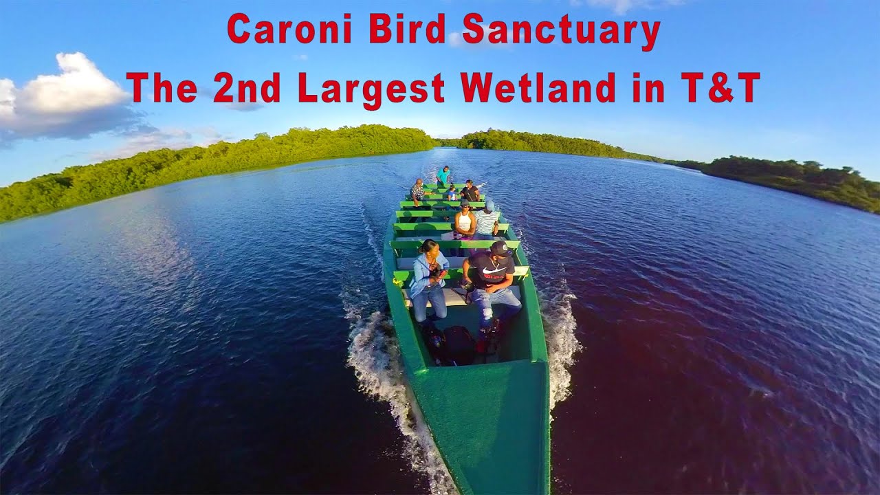 Caroni Bird Sanctuary The 2nd Largest Wetland in Trinidad and Tobago | Scarlet Ibis | Nature