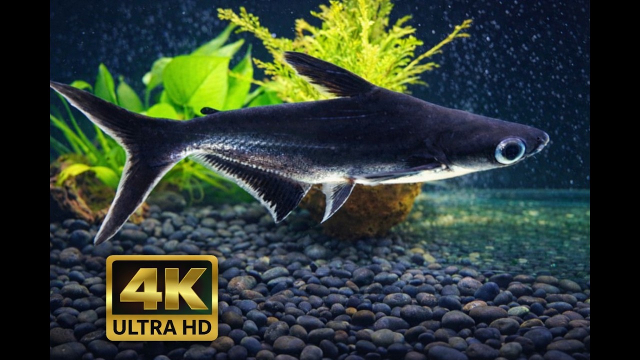 Aquarium Ambience 🎮 Calm Gaming Background