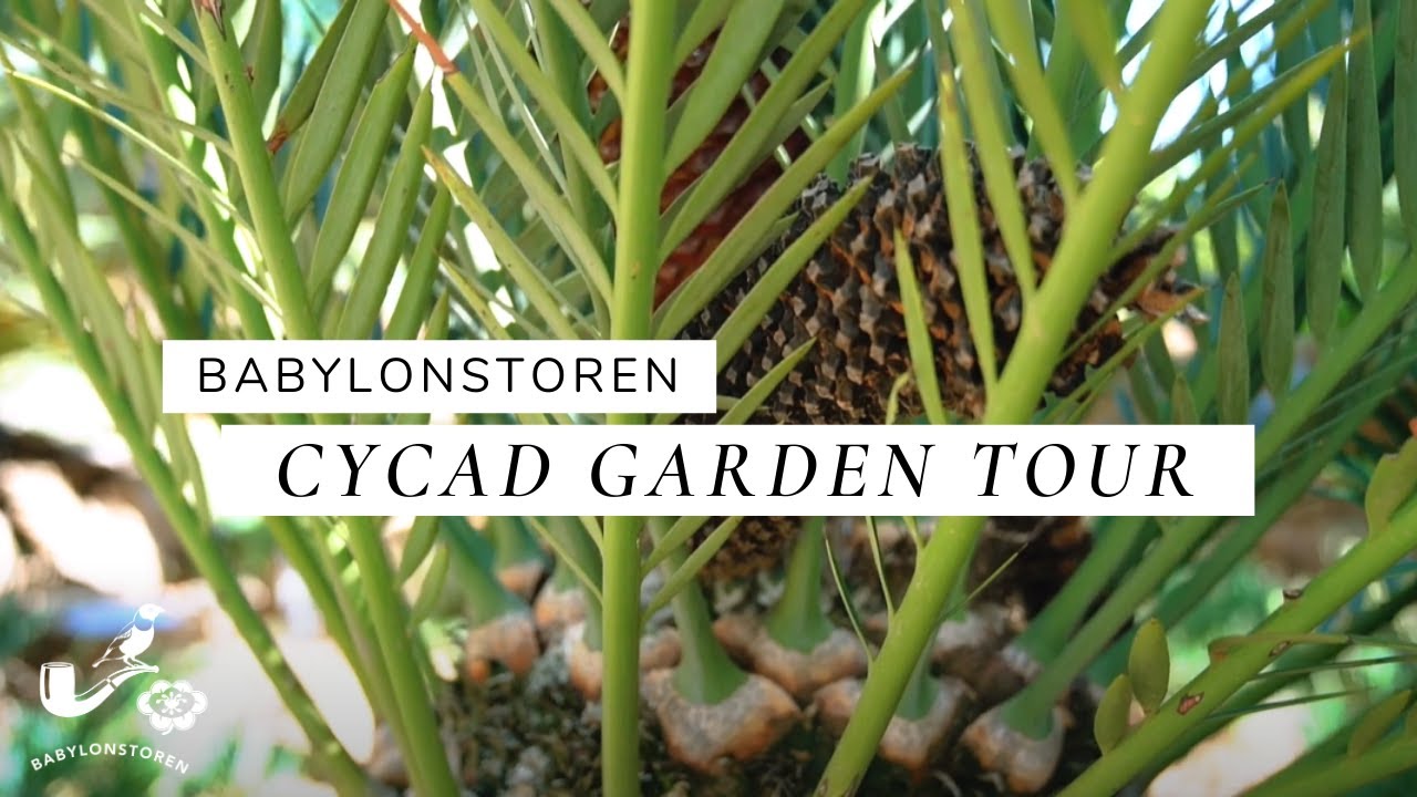 Babylonstoren's Cycad Garden Tour