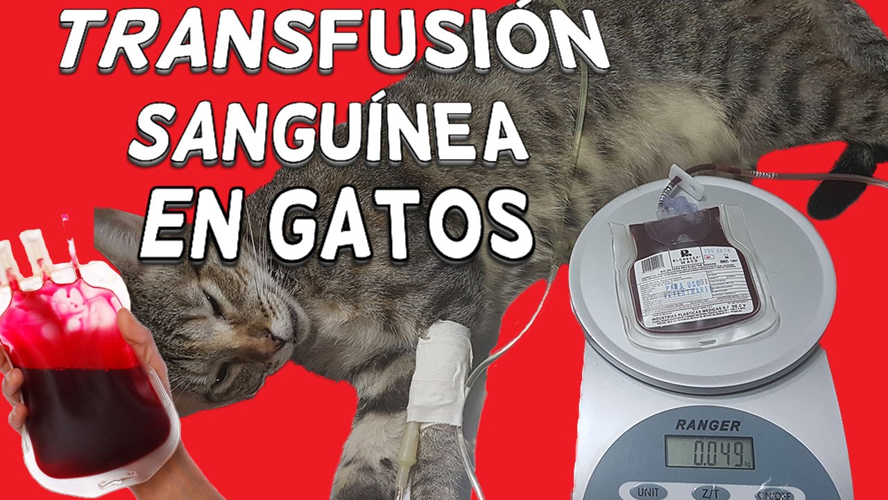 Transfusión de sangre en gato
