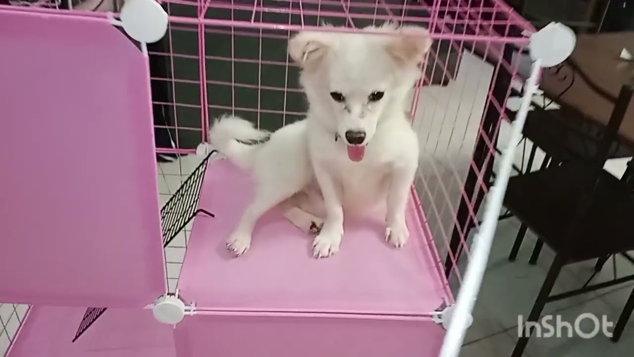 В прошлом эпизоде ​​я закрепила кошачьи клетки кабельной стяжкой, чтобы милый пёсик Мочи не выход...