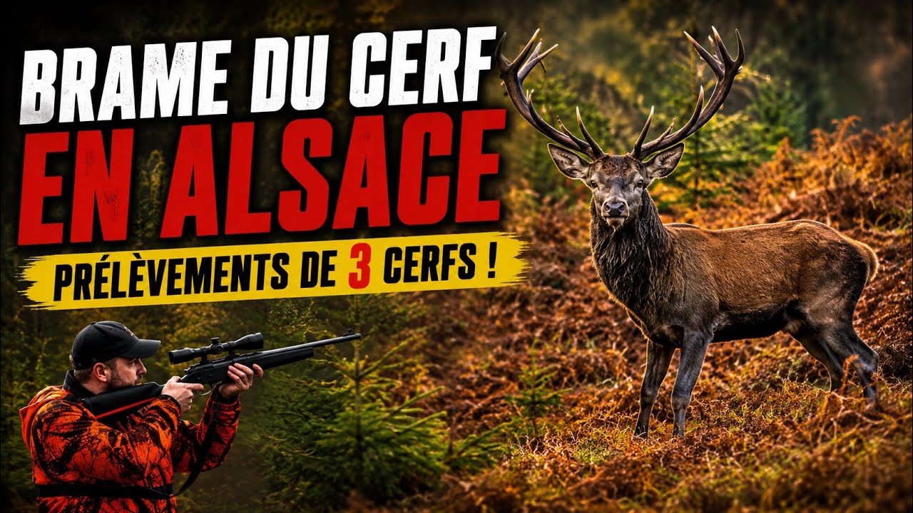 Brame du cerf en Alsace: pr&eacute;l&egrave;vements de 3 Cerfs!
