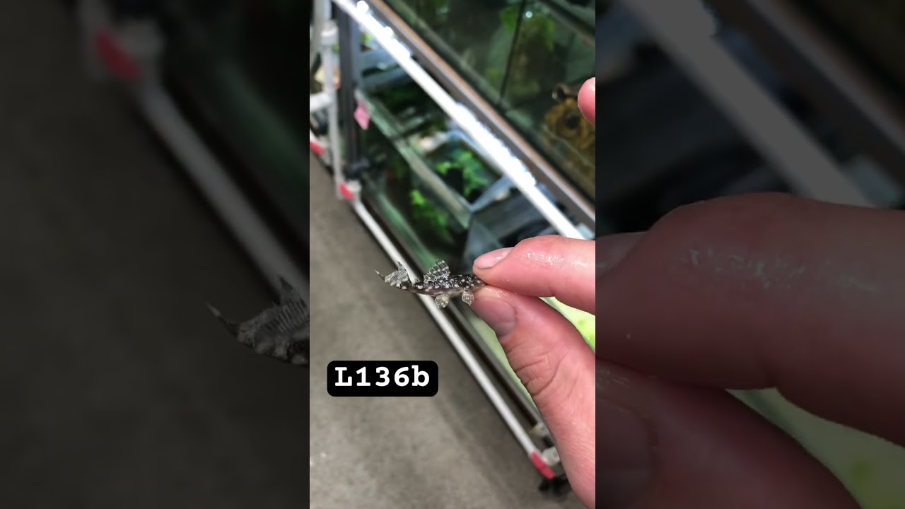 L136b Pleco #aquarium #pleco #fishtank #fish #l136