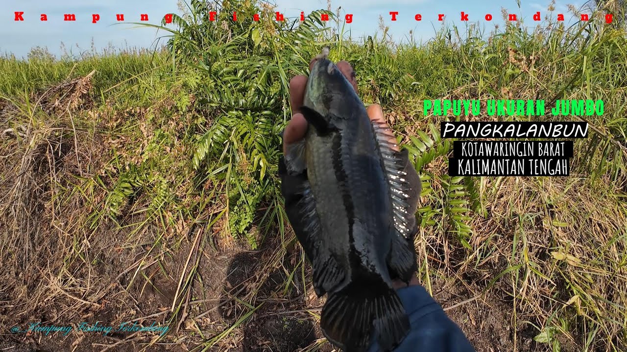 BERBURU IKAN PAPUYU/BETOK DI ALAM LIAR KALIMANTAN!!