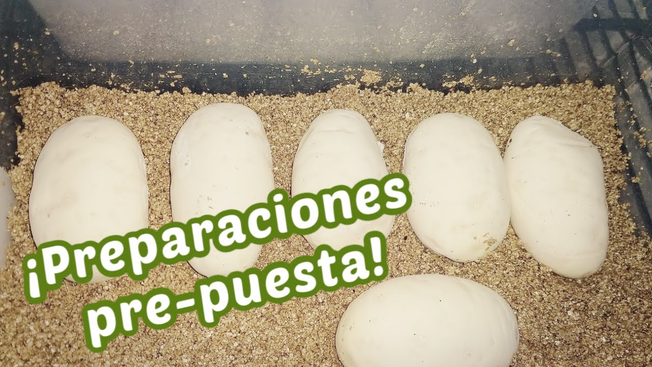 ¿CÓMO PREPARAR EL SUSTRATO PARA INCUBAR HUEVOS DE SERPIENTE?: Cuánta agua necesita la vermiculita