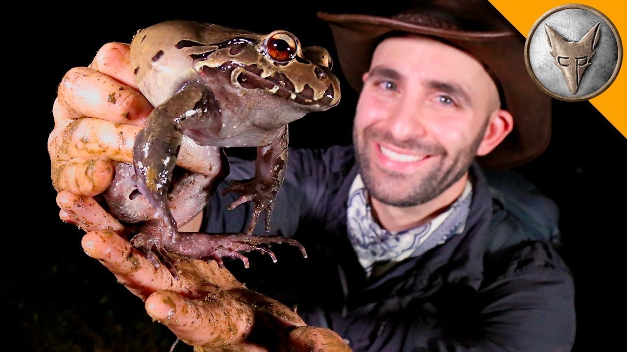 Ogromna Krzycząca Żaba 🐸 Czy Coyote utrzyma ją w rękach? | Brave Wilderness Polski