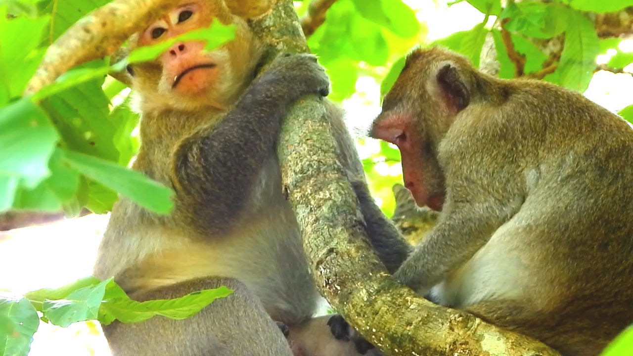 Adorable Monkey Friendship 🥰 Gentle Grooming Moment in the Trees