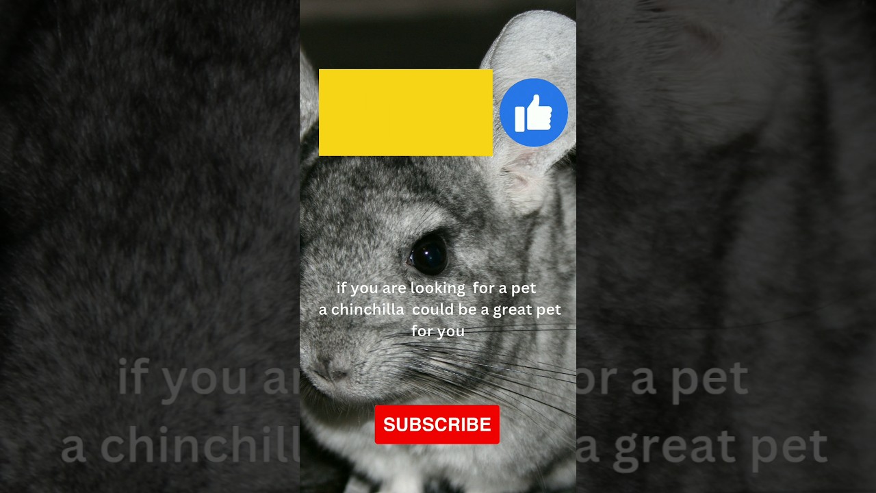 Chinchilla 🐭 One Alternative  Animal to have as a PET #shorts #youtubeshorts