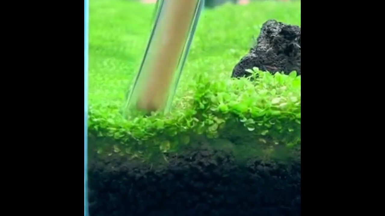 quick way to get rid of fish waste
