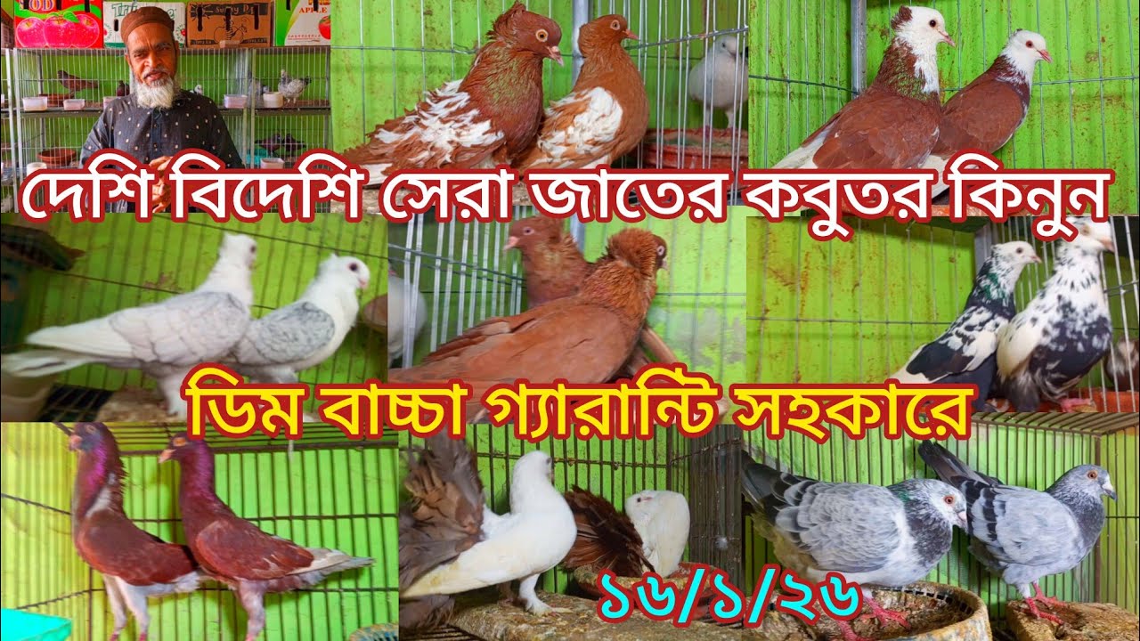দেশি বিদেশি সেরা জাতের কালারিং কবুতর কিনুন একদম পাইকারি নামে 