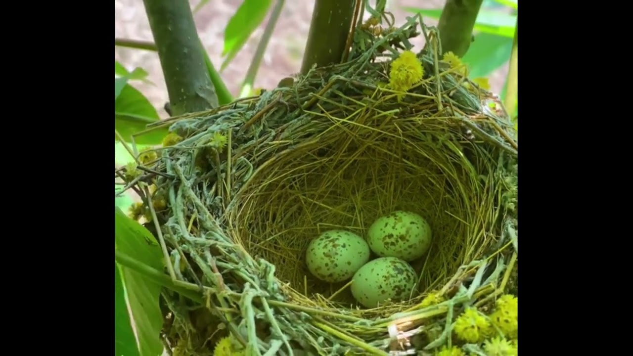 Bird Feeding Their Young Babies - Mother feeding Babies