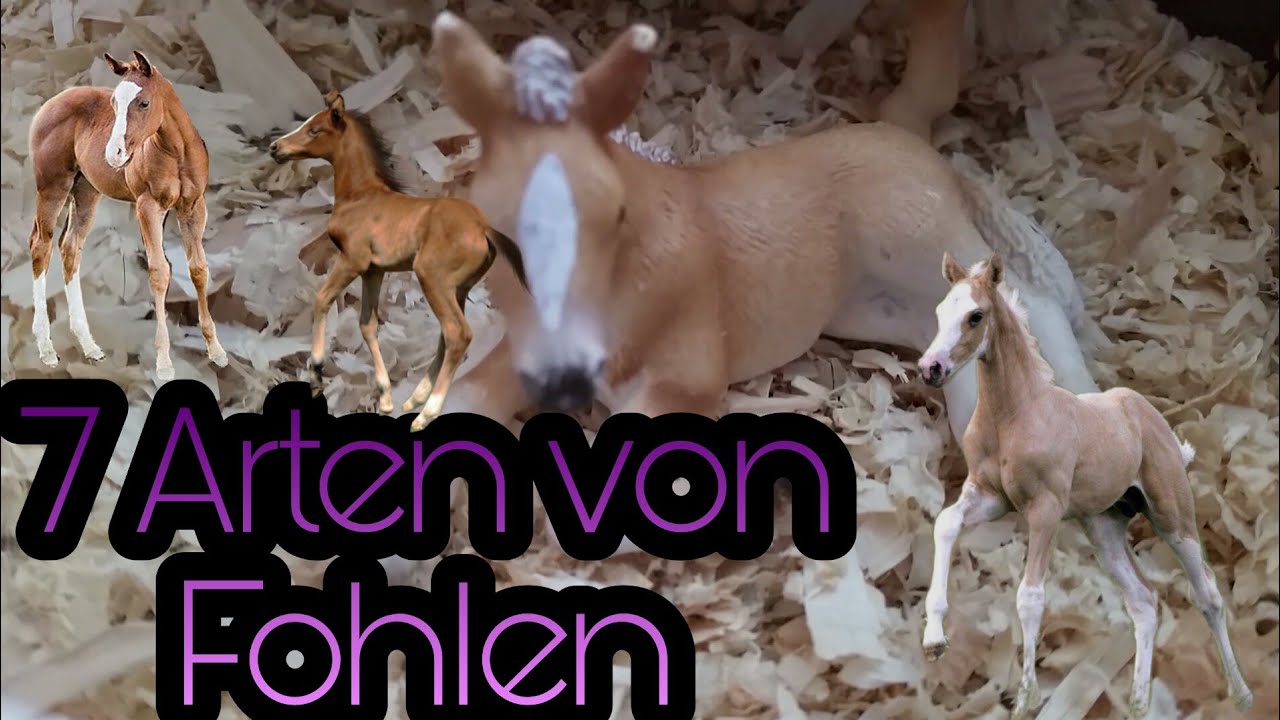 7 Arten von Fohlen😙🐴🐎