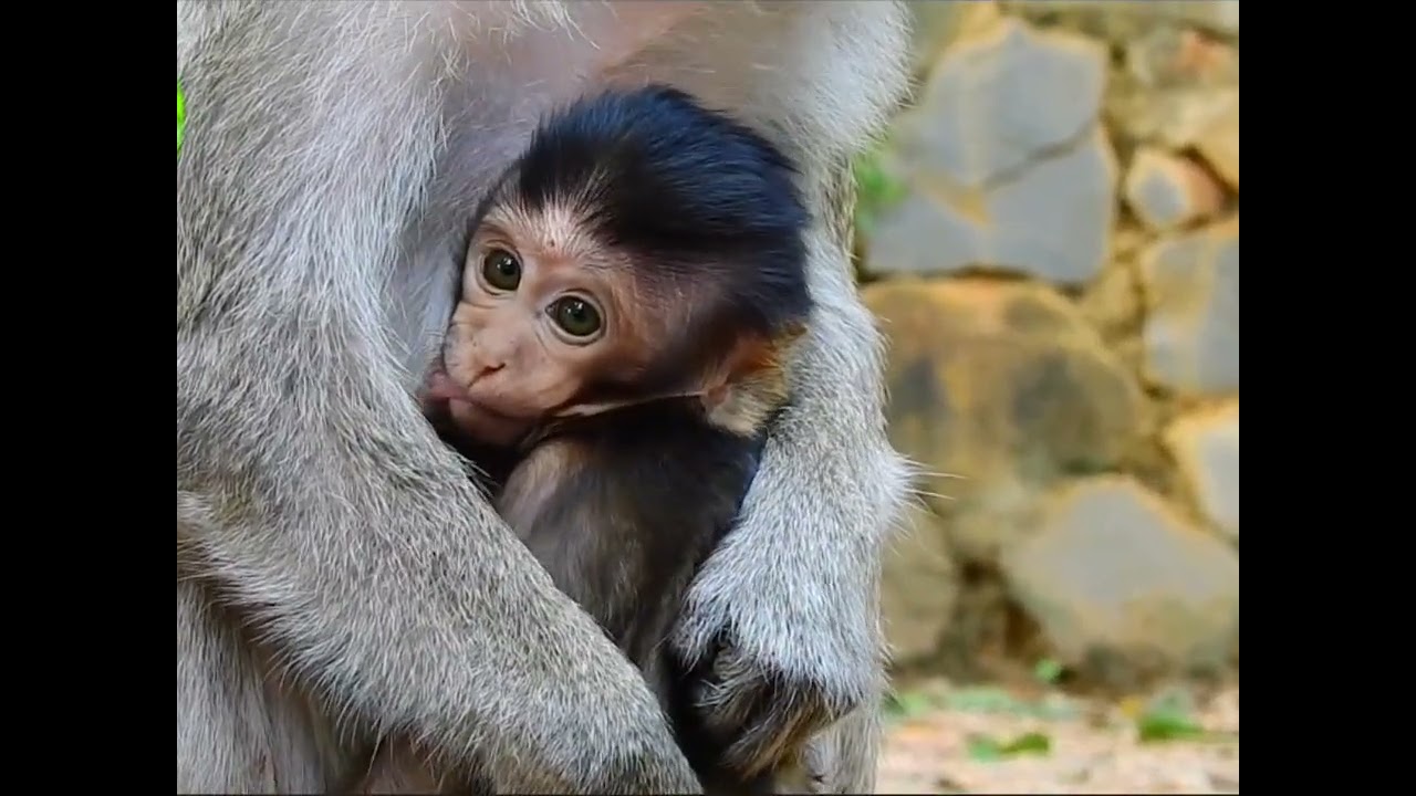 anak monyet ingin ikut temannya