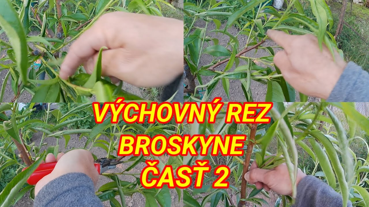 Výchovný rez 13.05.2025 - broskyňa časť  2 . Ako to dopadne uvidíte v ďalšom videu.