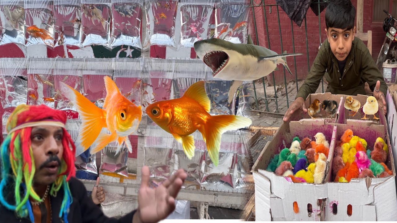  kon Kon Say Pets Lay Rahy Ha🤔Pet Market Poch Gye🥰@PetHouse786 