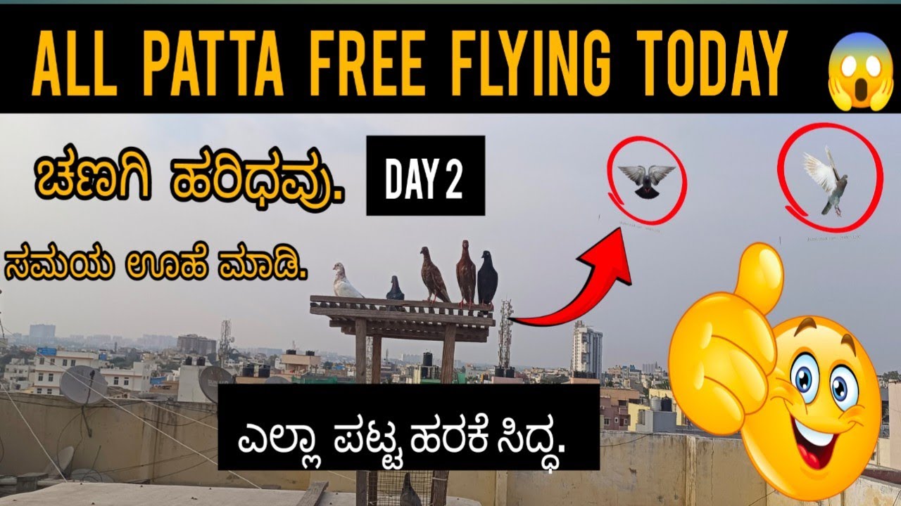 day 2 free flying patta ready to fly 😱🕊️🧿.    in #kannada #viral #pigeon #youtube #vlog