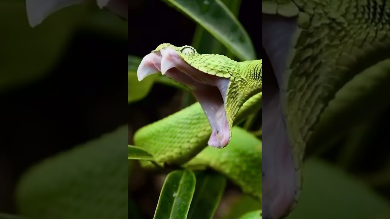 Green Snake CloseUp  | Green Tree Python 🐍🌳