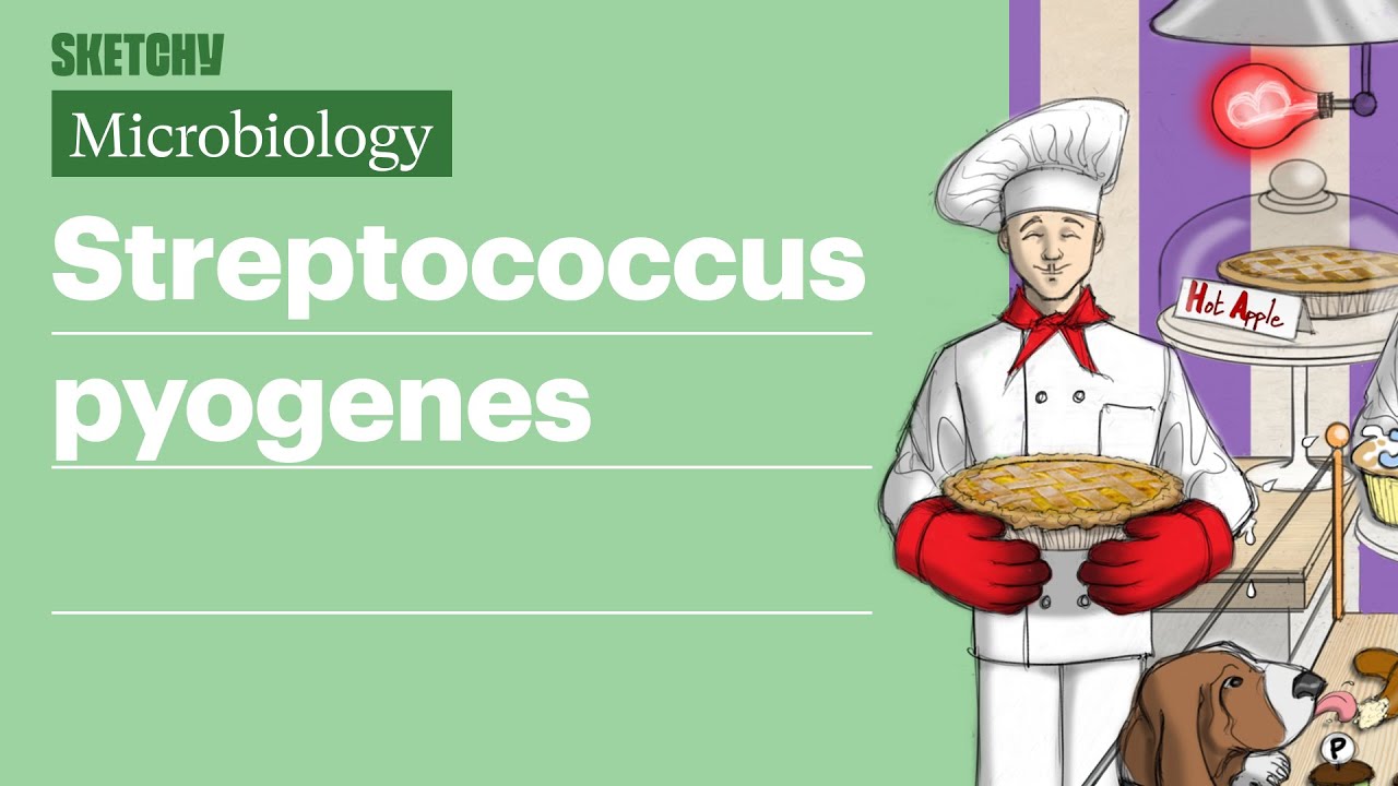 Streptococcus pyogenes: Основы инфекции | USMLE, шаг 1 | Sketchy Medical
