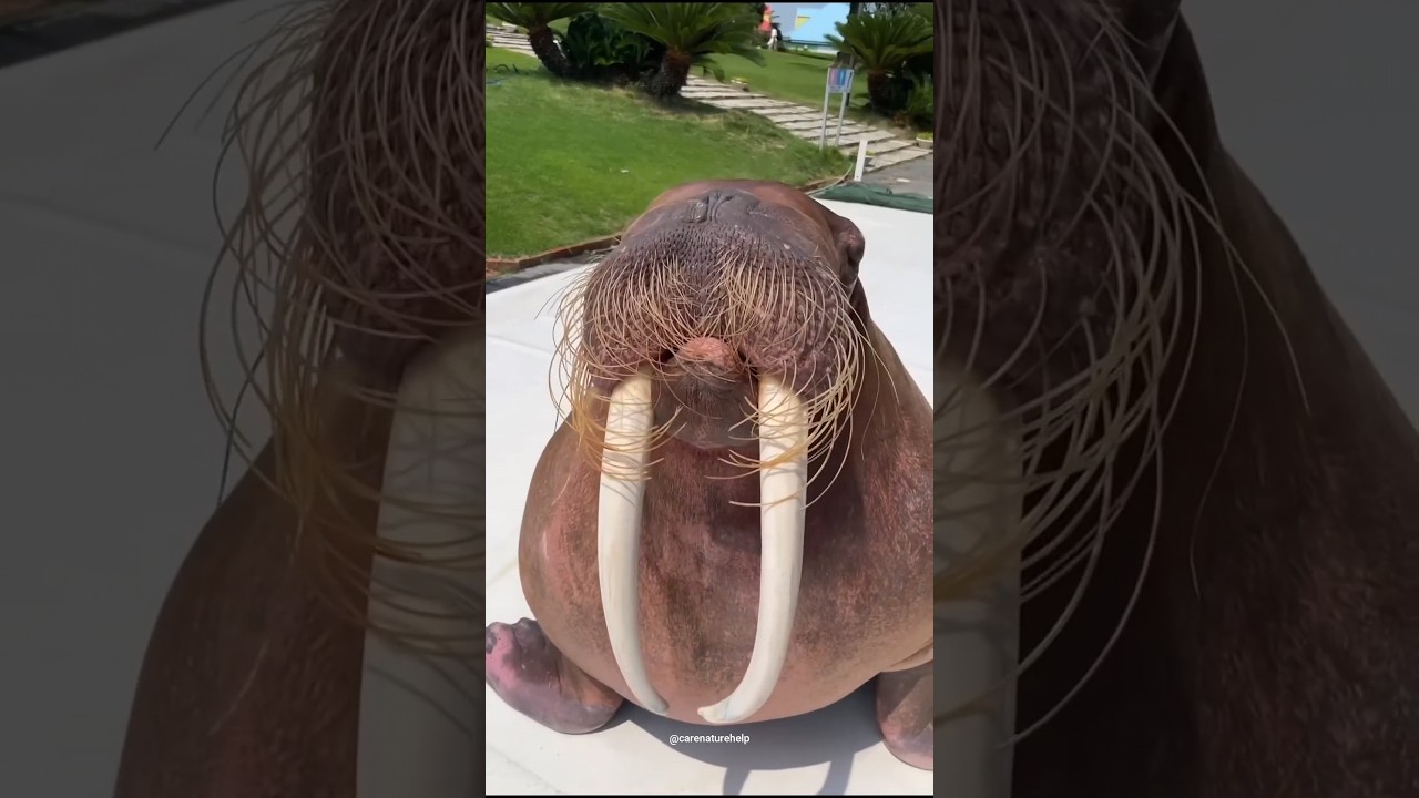 facts about walruses | fun facts about walruses #walrus #shorts