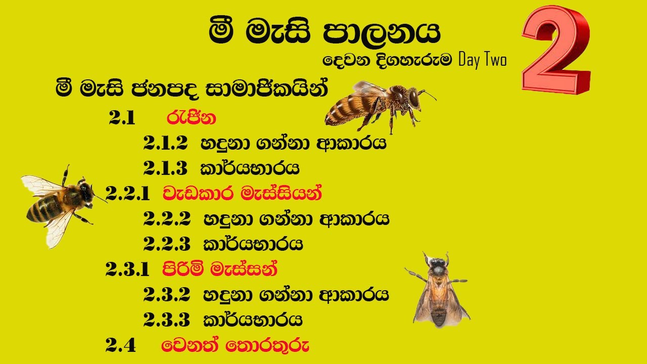 Members Of A Bee Colony . මී මැසි ජනපදයක සාමාජිකයින්.