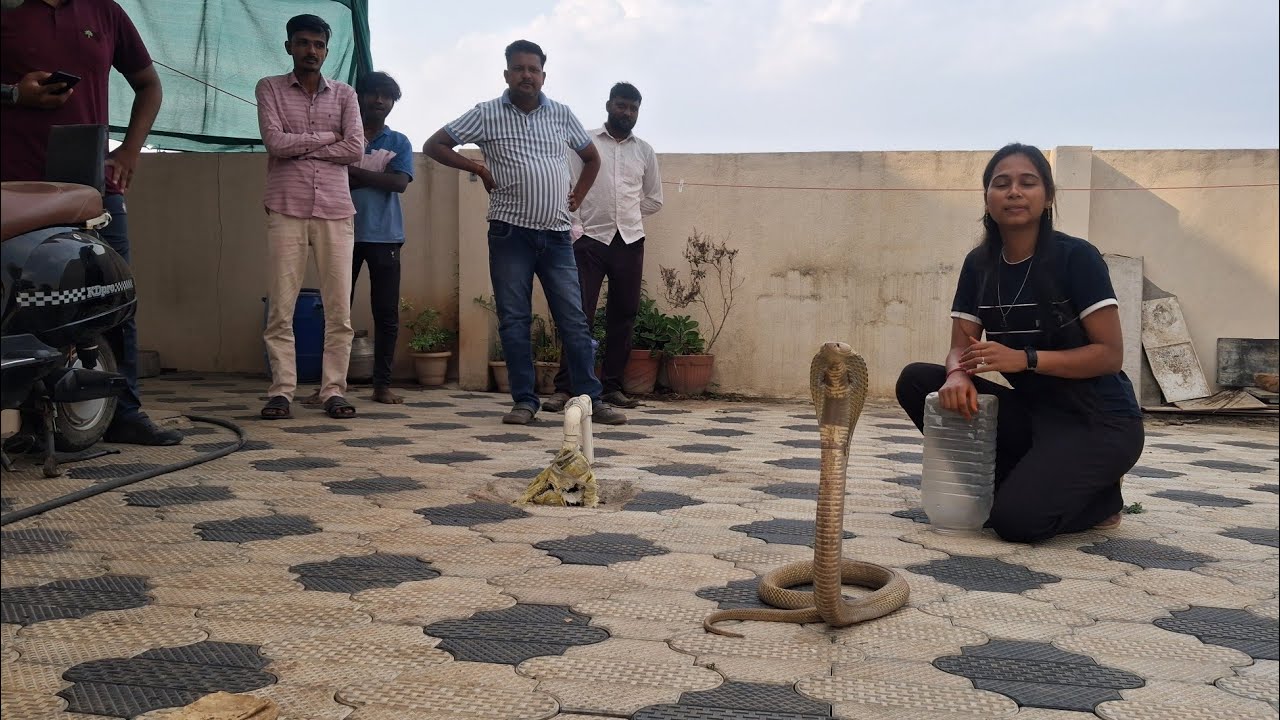 बघा खरसिंग गावात भला मोठा नाग श्रद्धाचा थरकाप!