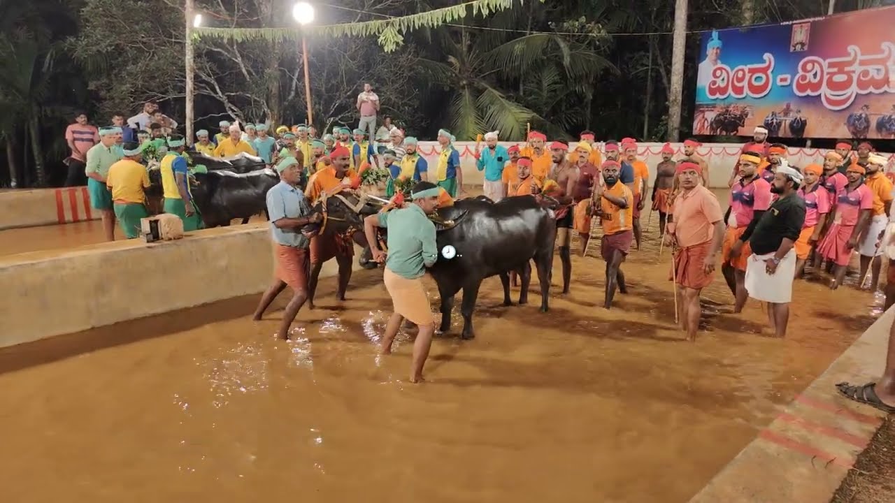 Hokkadigoli Balluda Malla Semifinal 2025  - Venur Moodukodi Vs Moodbidri Karinje