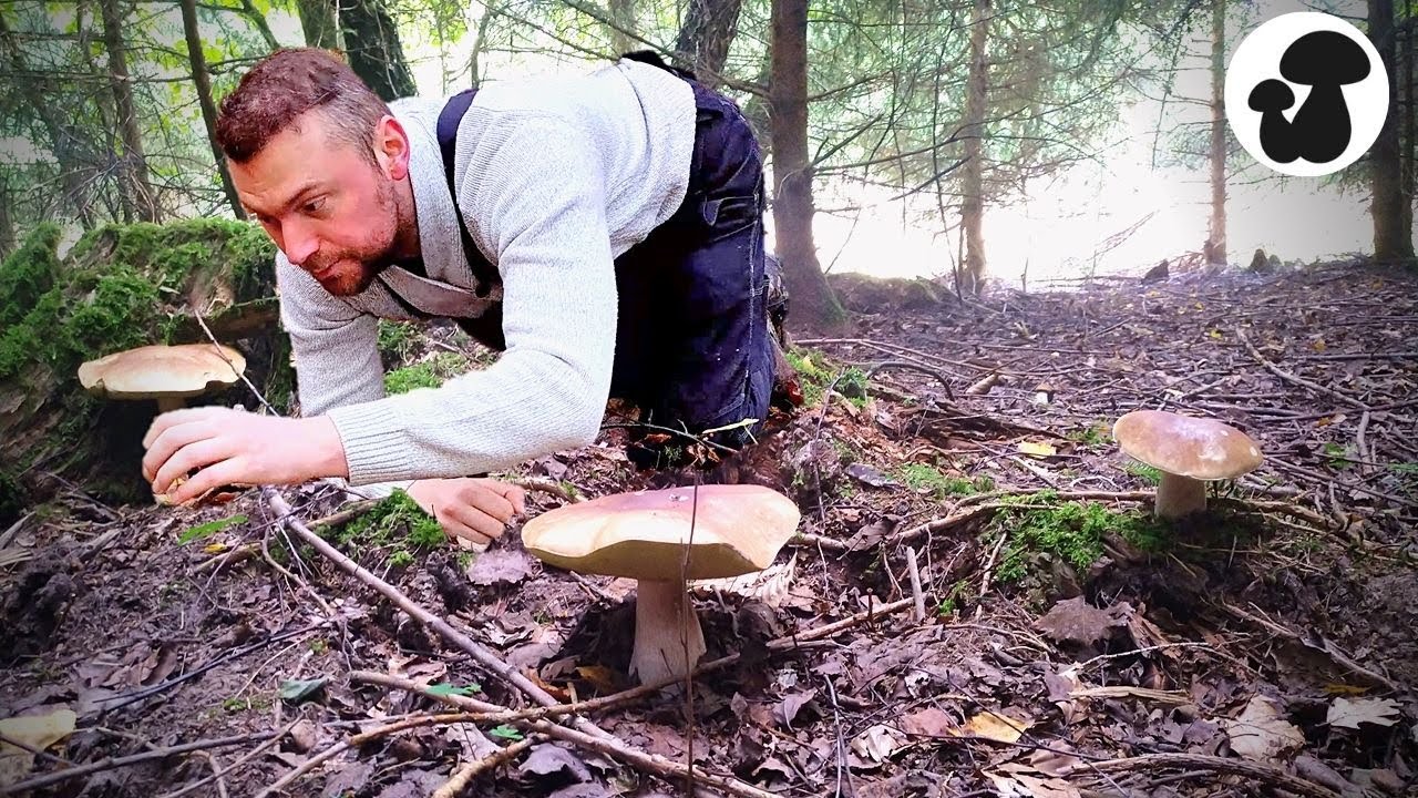 Pilze sammeln im November | Wenn die Nebelkappen doch Steinpilze w&auml;ren 🍄