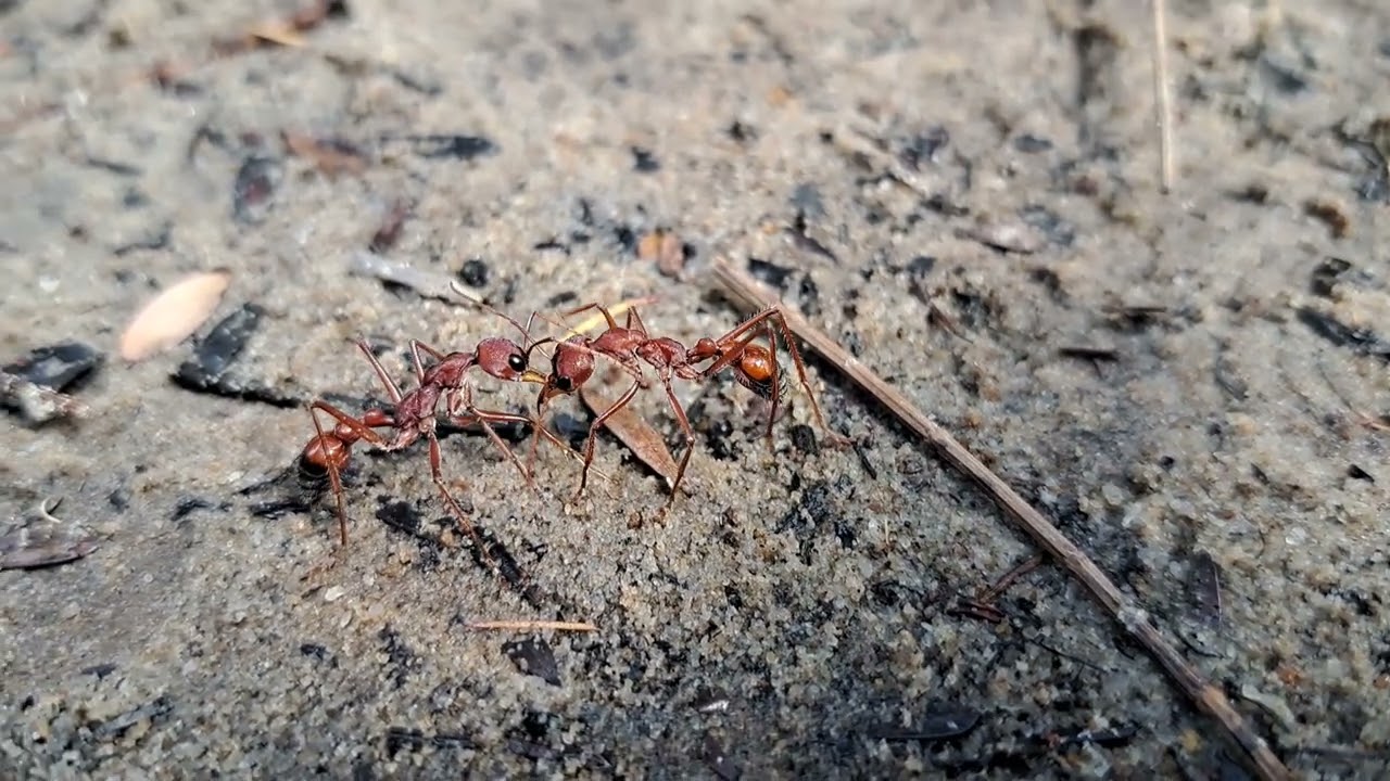 V&ouml;r&ouml;s tűz hangya csata. / Red fire ant battle.