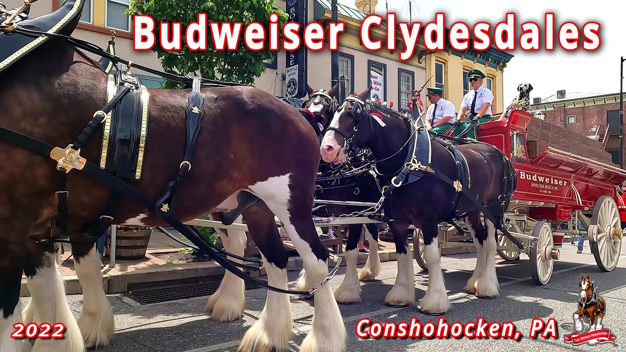 Budweiser Clydesdales in Conshohocken Pennsylvania (2022)