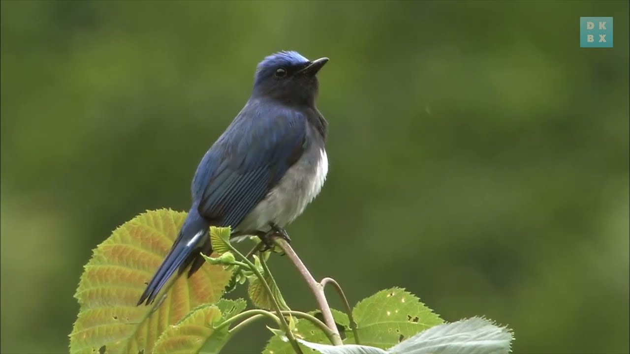 The astonishing recovery of the Japanese Ashio forest | Animal Instincts