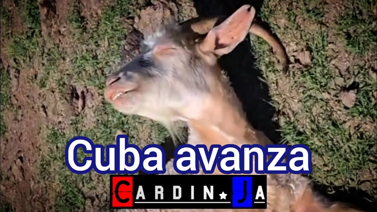 Cuba avanza CardinJa