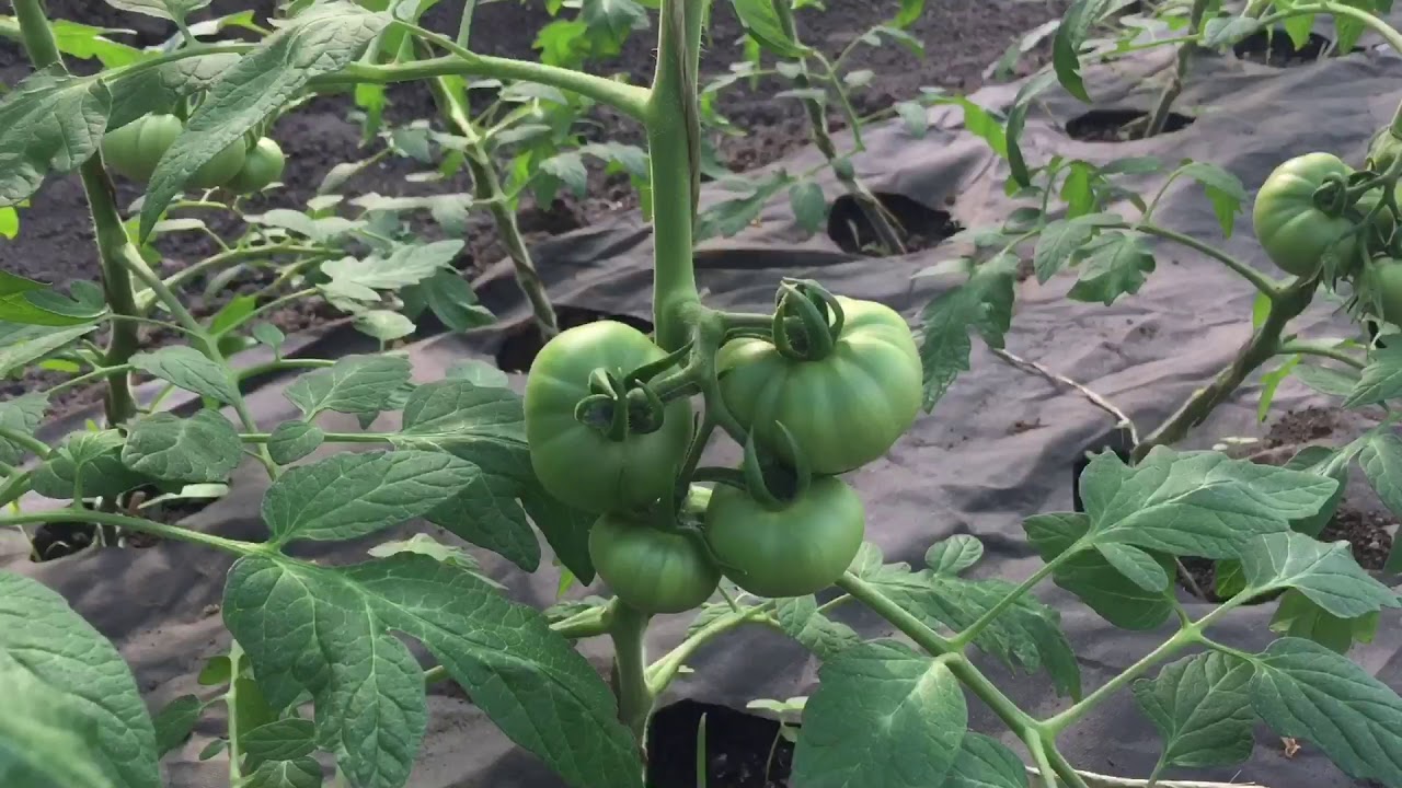 Применение флорона