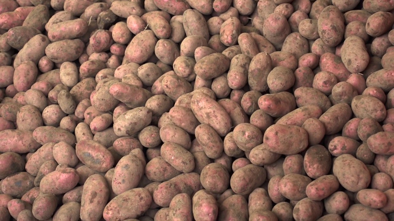 Potatis odling (full&auml;ngd)