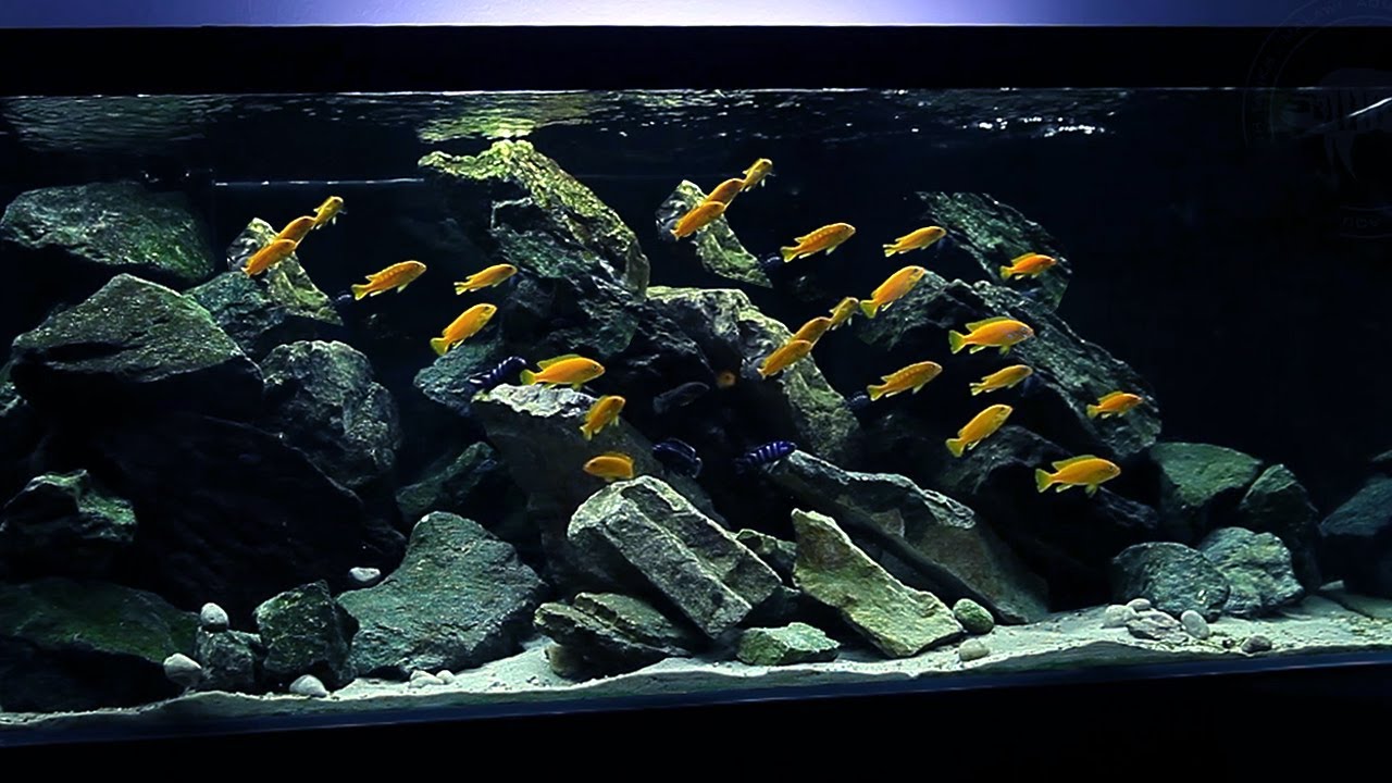 120x55x55 Malawi tank Chizumulu Island - Lake Malawi Cichlids