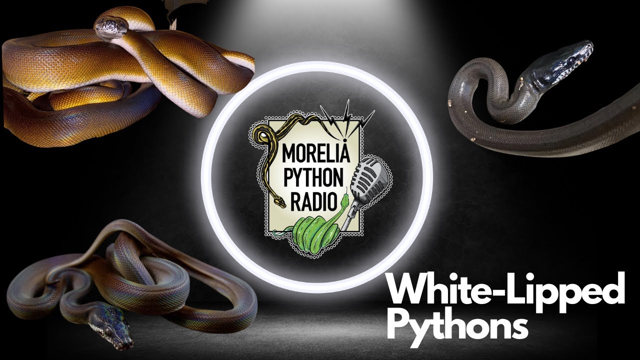 White-Lipped Pythons