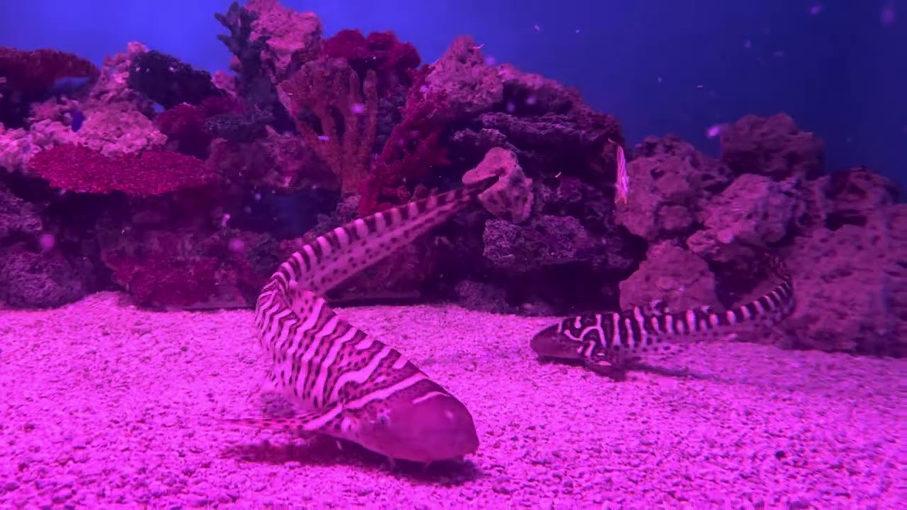 Zebra Shark Paradise 🪸