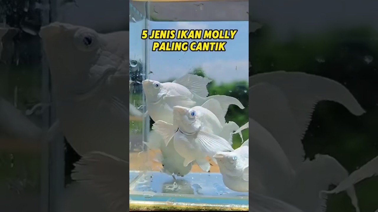 5 jenis ikan molly paling cantik #ikanmolly #mollyfish #molly #ikanmollybalon