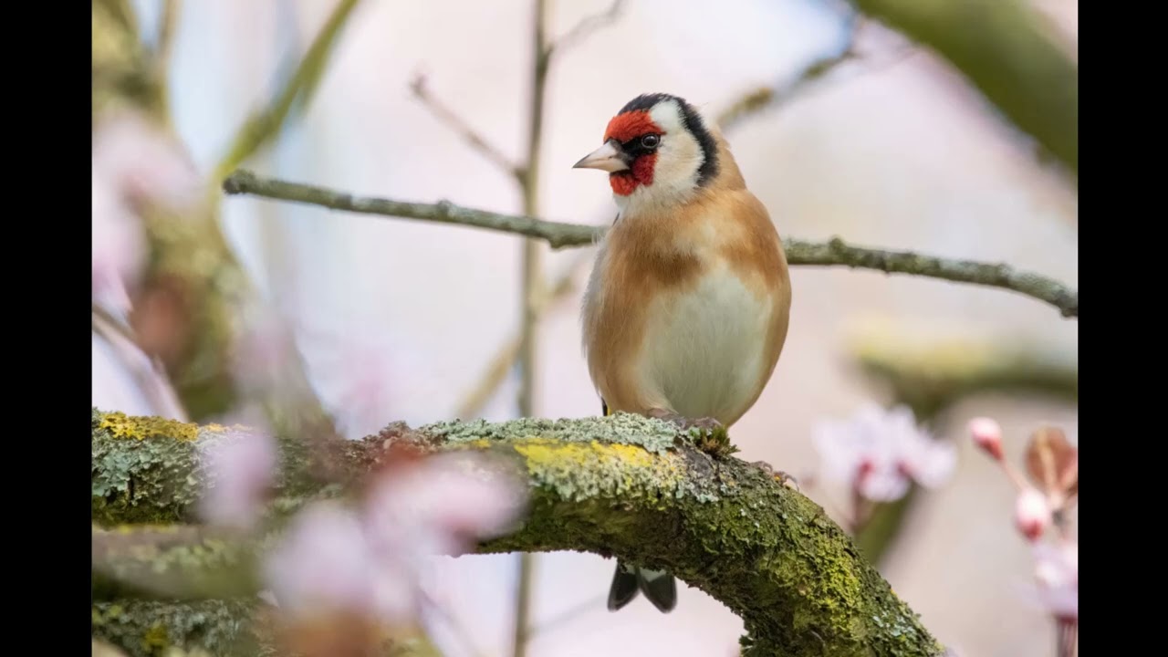 Goldfinch Singing