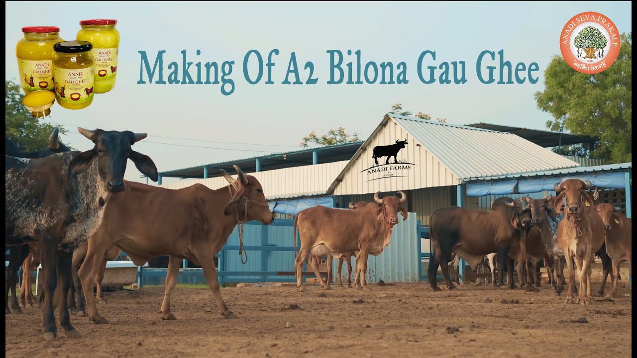 ghee banane ki vidhi|| Making Of A2 Bilona Ghee|| Anadi Gau Ghee|| Anadi Godham|| Anadi Seva Prakalp