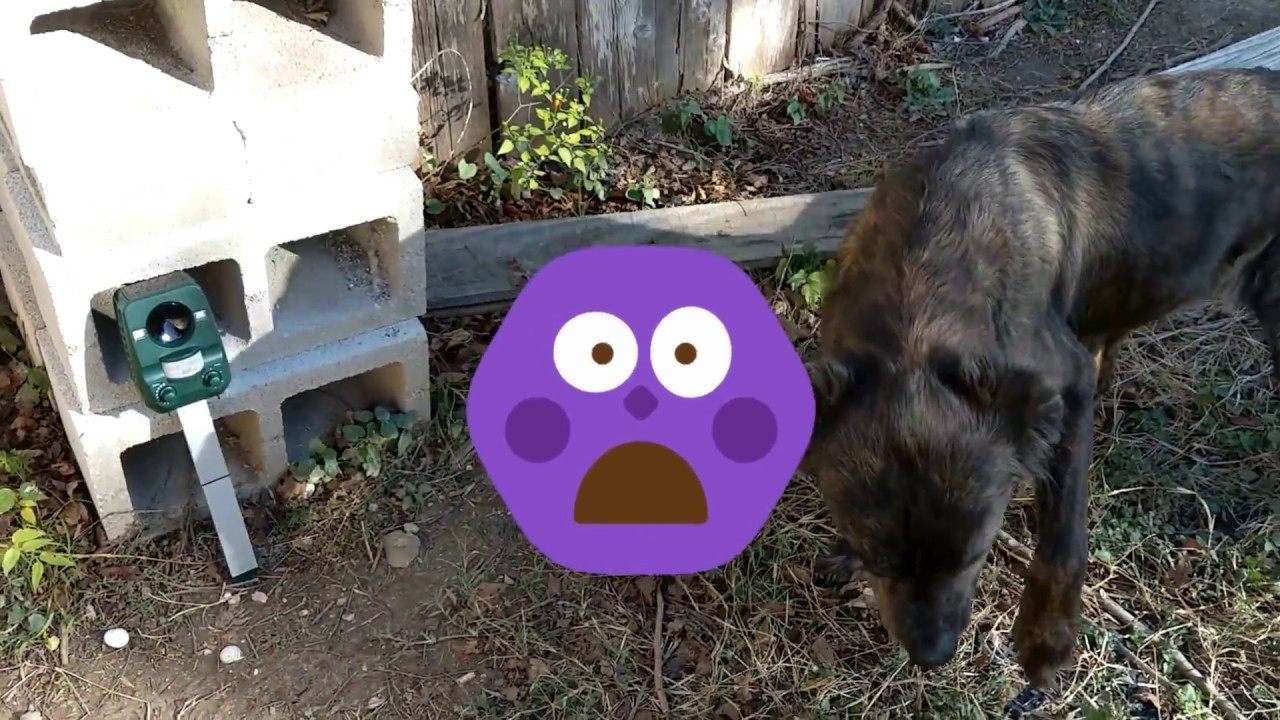 Anglink: Ultrasonic Solar Powered Animal Repeller,