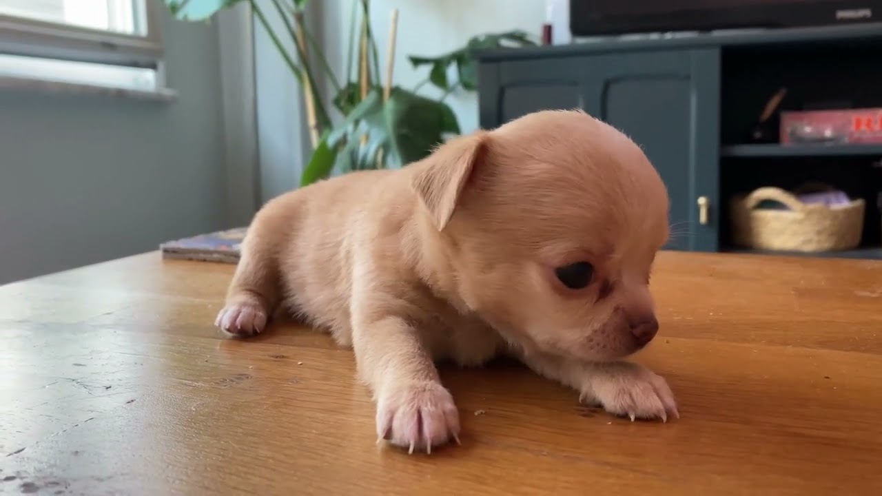 Cute Puppies - Cute Animals - Playing - Cuties - Baby Animals - Cuteness Crew