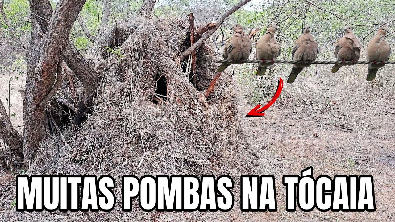 NUNCA TINHA VISTO ESSA QUANTIDADE DE POMBAS NA TÓCAIA