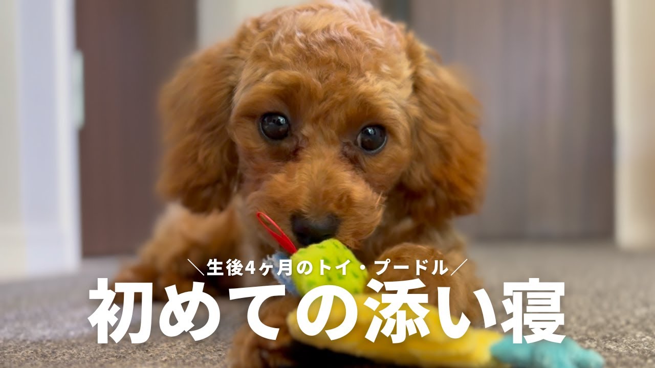 【甘えん坊が爆発】トリミングしたての子犬と初めて迎える朝。寝起きから可愛さMAXでした