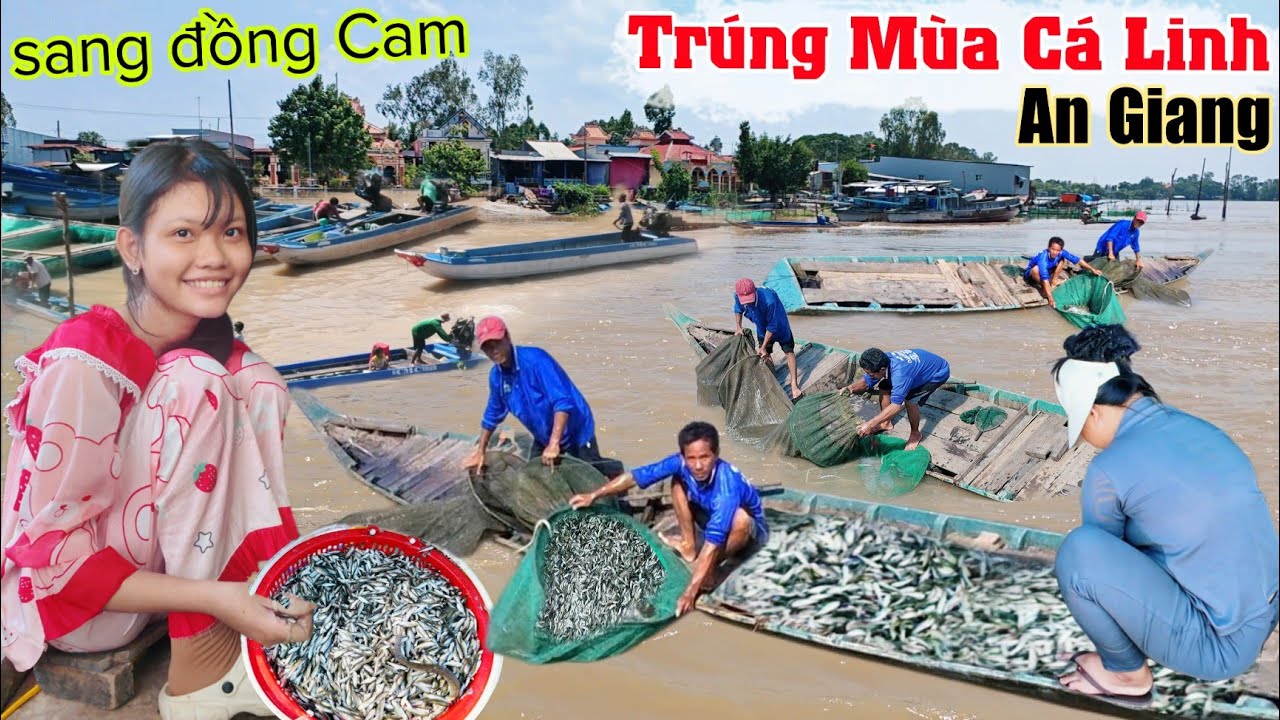 Mùa nước nổi 2025 reo mừng bà con sang đồng Cam bắt cá linh trúng lớn