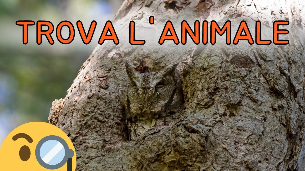 🔍 Trova l'Animale Nascosto - Scopri i Maestri del Mimetismo 🔍