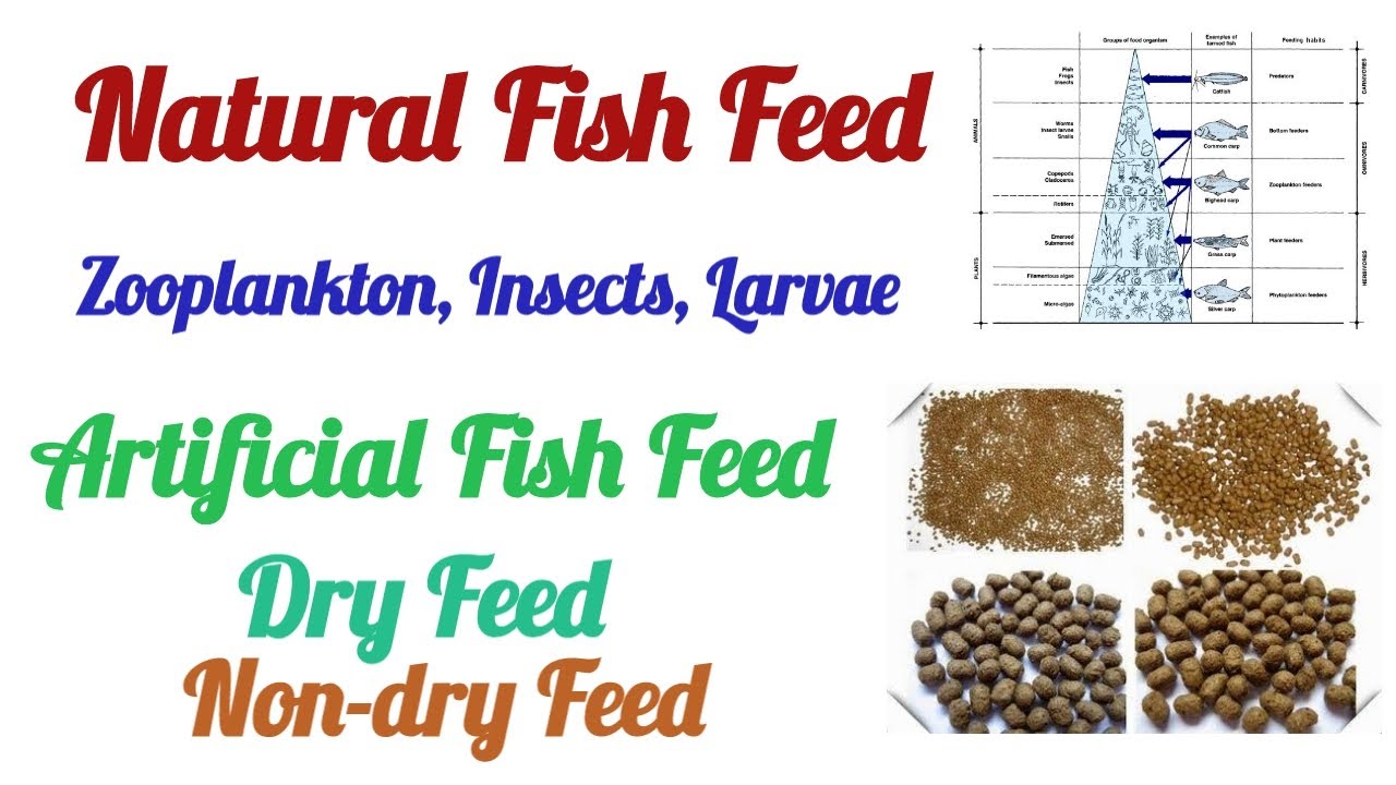 Fish Feed Types I Natural Feed I Artificial Feed