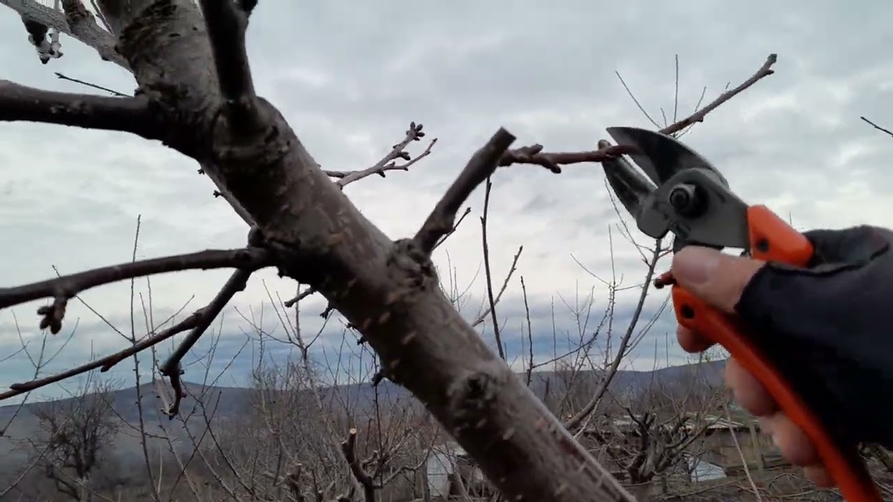 Taiere cires clasic multileader -evoluția coroanei după primul an, cherry pruning #keepgrowing