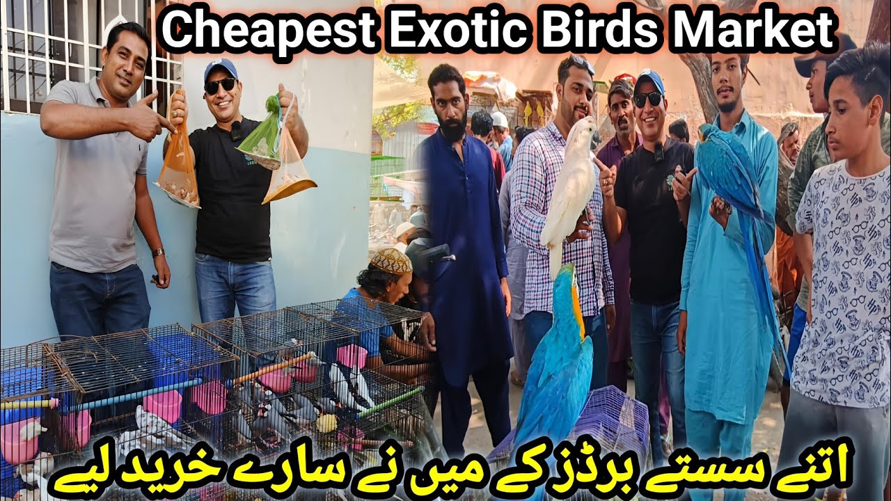 Lalukhet Sunday Birds Market 2024 Latest Update | Cheapest Exotic Birds Price in Karachi @SYEDBIRDS